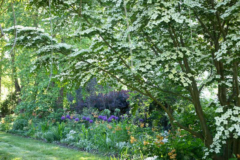 Cotinus Coggygria, Cotinus, Smokebush, Smoketree, Eurasian Smokebush, Smoke Bush, Smoke Tree, Deciduous Shrubs, Foliage, Fall color 